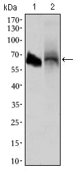 Figure 3: Western blot analysis using ALPI mouse mAb against HL60 (1) and HepG2 (2) cell lysate.