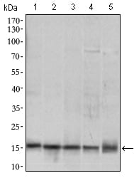 Figure 3: Western blot analysis using MRPL42 mouse mAb against HL7702 (1), SMMC-7721 (2), HEK293 (3) , HeLa (4) and Raji (5) cell lysate.