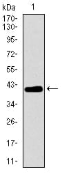 Figure 1: Western blot analysis using MRPL42 mAb against human MRPL42 recombinant protein. (Expected MW is 41.2 kDa)