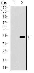 Figure 2: Western blot analysis using ITGA2B mAb against HEK293 (1) and ITGA2B (AA: 45-149)-hIgGFc transfected HEK293 (2) cell lysate.