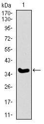 Figure 1: Western blot analysis using ITGA2B mAb against human ITGA2B recombinant protein. (Expected MW is 36.9 kDa)