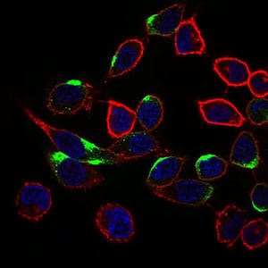 Figure 3: Immunofluorescence analysis of HepG2 cells using NRCAM mouse mAb (green). Blue: DRAQ5 fluorescent DNA dye. Red: Actin filaments have been labeled with Alexa Fluor-555 phalloidin.