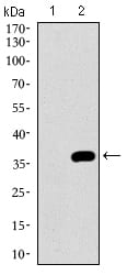 Figure 2: Western blot analysis using NRCAM mAb against HEK293 (1) and NRCAM (AA: 1192-1255)-hIgGFc transfected HEK293 (2) cell lysate.