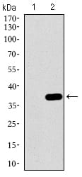 Figure 2: Western blot analysis using MAPK14 mAb against HEK293 (1) and MAPK14 (AA: 299-360)-hIgGFc transfected HEK293 (2) cell lysate.