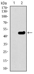 Figure 2: Western blot analysis using TUBB2A mAb against HEK293 (1) and TUBB2A (AA: 25-187)-hIgGFc transfected HEK293 (2) cell lysate.