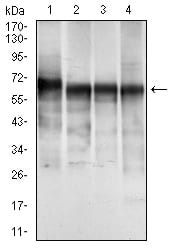 Figure 2: Western blot analysis using CK5 mouse mAb against A431 (1), MCF-7 (2), Hela (3) and HepG2 (4) cell lysate.