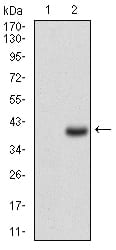 Figure 2: Western blot analysis using CD7 mAb against HEK293 (1) and CD7 (AA: 72-175)-hIgGFc transfected HEK293 (2) cell lysate.