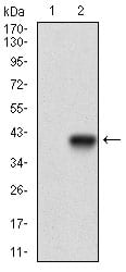 Figure 2: Western blot analysis using MCAM mAb against HEK293 (1) and MCAM (AA: 84-189)-hIgGFc transfected HEK293 (2) cell lysate.