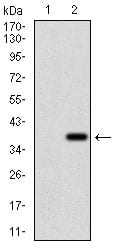 Figure 2: Western blot analysis using ZFP42 mAb against HEK293 (1) and ZFP42 (AA: 249-310)-hIgGFc transfected HEK293 (2) cell lysate.