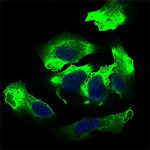 Figure 3: Immunofluorescence analysis of Hela cells using ALCAM mouse mAb (green). Blue: DRAQ5 fluorescent DNA dye.