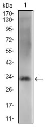 Figure 3: Western blot analysis using ZFP42 mouse mAb against NIH/3T3 cell lysate.