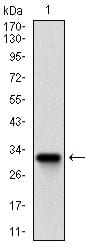 Figure 1: Western blot analysis using ZFP42 mAb against human ZFP42 recombinant protein. (Expected MW is 32.7 kDa)