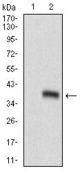 Figure 2: Western blot analysis using GSC mAb against HEK293 (1) and GSC (AA: 191-257)-hIgGFc transfected HEK293 (2) cell lysate.