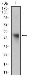 Figure 3: Western blot analysis using NAPSA mouse mAb against rat liver tissue lysate.