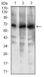 Figure 3: Western blot analysis using ABCG5 mouse mAb against HL7702 (1), RAJI (2) and Jurkat (3) cell lysate.