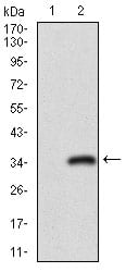 Figure 2: Western blot analysis using CD24 mAb against HEK293 (1) and CD24 (AA: 15-80)-hIgGFc transfected HEK293 (2) cell lysate.