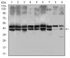 Figure 3: Western blot analysis using IL2RA mouse mAb against Hela (1), MOLT4 (2), HEK293 (3), A549 (4), Jurkat (5), K562 (6), Cos7 (7), PC-12 (8) and NIH/3T3 (9) cell lysate.