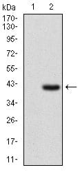 Figure 2: Western blot analysis using IL2RA mAb against HEK293 (1) and IL2RA (AA: 34-139)-hIgGFc transfected HEK293 (2) cell lysate.