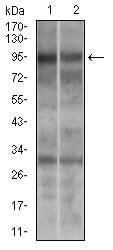 Figure 3: Western blot analysis using DNM1L mouse mAb against A549 (1) and Jurkat (2) cell lysate.