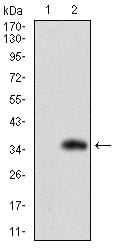 Figure 2: Western blot analysis using SLC27A2 mAb against HEK293 (1) and SLC27A2 (AA: 346-405)-hIgGFc transfected HEK293 (2) cell lysate.