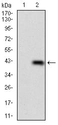 Figure 2: Western blot analysis using PLAGL1 mAb against HEK293 (1) and PLAGL1 (AA: 118-222)-hIgGFc transfected HEK293 (2) cell lysate.