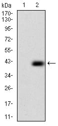 Figure 2: Western blot analysis using PLAGL1 mAb against HEK293 (1) and PLAGL1 (AA: 118-222)-hIgGFc transfected HEK293 (2) cell lysate.