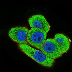 Figure 3: Immunofluorescence analysis of A431 cells using ONECUT3 mouse mAb (green). Blue: DRAQ5 fluorescent DNA dye.
