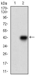 Figure 2: Western blot analysis using ONECUT3 mAb against HEK293 (1) and ONECUT3 (AA: 350-455)-hIgGFc transfected HEK293 (2) cell lysate.