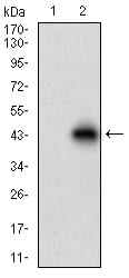 Figure 2: Western blot analysis using ACP5 mAb against HEK293 (1) and ACP5 (AA: 221-325)-hIgGFc transfected HEK293 (2) cell lysate.