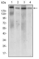 Figure 3: Western blot analysis using IL2RA mouse mAb against Jurkat (1), Cos7 (2), HCT116 (3) and NTERA-2 (4) cell lysate.