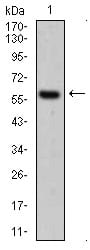 Figure 2: Western blot analysis using CK5 mouse mAb against A431 cell lysate.