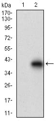 Figure 2: Western blot analysis using DCN mAb against HEK293 (1) and DCN (AA: 263-324)-hIgGFc transfected HEK293 (2) cell lysate.