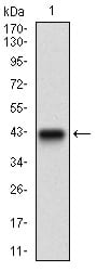 Figure 1: Western blot analysis using ZEB1 mAb against human ZEB1 recombinant protein. (Expected MW is 41.7 kDa)