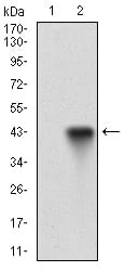 Figure 2: Western blot analysis using CD22 mAb against HEK293 (1) and CD22 (AA: 621-725)-hIgGFc transfected HEK293 (2) cell lysate.