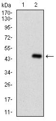 Figure 2: Western blot analysis using SERPINA7 mAb against HEK293 (1) and SERPINA7 (AA: 168-302)-hIgGFc transfected HEK293 (2) cell lysate.