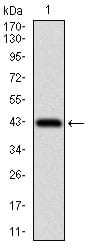 Figure 1: Western blot analysis using PAPLN mAb against human PAPLN recombinant protein. (Expected MW is 36.4 kDa)