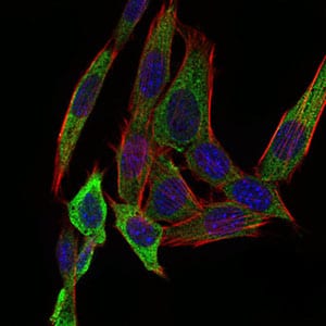 Figure 4: Immunofluorescence analysis of NIH/3T3 cells using PAPLN mouse mAb (green). Blue: DRAQ5 fluorescent DNA dye. Red: Actin filaments have been labeled with Alexa Fluor-555 phalloidin.