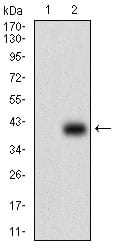 Figure 2: Western blot analysis using PAPLN mAb against HEK293 (1) and PAPLN (AA: 766-870)-hIgGFc transfected HEK293 (2) cell lysate.