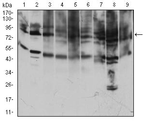 Figure 3: Western blot analysis using TFRC mouse mAb against Jurkat (1), Hela (2), K562 (3), Cos7 (4), MCF-7 (5), PC-12 (6), NIH/3T3 (7), HEK293 (8), RAJI (9) cell lysate.