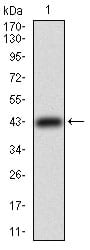 Figure 1: Western blot analysis using TFRC mAb against human TFRC recombinant protein. (Expected MW is 39.7 kDa)