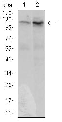 Figure 3: Western blot analysis using DIS3L2 mouse mAb against Hela (1) and HepG2 (2) cell lysate.