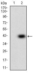 Figure 2: Western blot analysis using IGFBP7 mAb against HEK293 (1) and IGFBP7 (AA: 52-156)-hIgGFc transfected HEK293 (2) cell lysate.