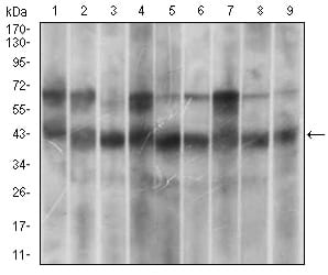 Figure 3: Western blot analysis using MAPK14 mouse mAb against Hela (1), HEK293 (2), A431 (3), MCF-7 (4), RAW264.7 (5), Cos7 (6), C6 (7), Jurkat (8) and NIH/3T3 (9) cell lysate.