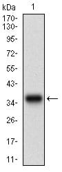 Figure 1: Western blot analysis using MAPK14 mAb against human MAPK14 recombinant protein. (Expected MW is 32.6 kDa)