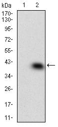 Figure 2: Western blot analysis using MAPK14 mAb against HEK293 (1) and MAPK14 (AA: 299-360)-hIgGFc transfected HEK293 (2) cell lysate.