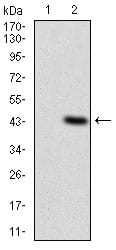 Figure 2: Western blot analysis using ITGAM mAb against HEK293 (1) and ITGAM (AA: 623-728)-hIgGFc transfected HEK293 (2) cell lysate.