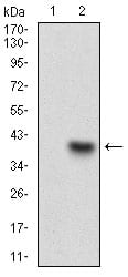 Figure 2: Western blot analysis using CD93 mAb against HEK293 (1) and CD93 (AA: 474-535)-hIgGFc transfected HEK293 (2) cell lysate.