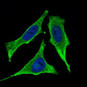 Figure 3: Immunofluorescence analysis of Hela cells using CD93 mouse mAb (green). Blue: DRAQ5 fluorescent DNA dye.