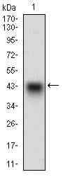 Figure 1: Western blot analysis using PON1 mAb against human PON1 recombinant protein. (Expected MW is 40.6 kDa)