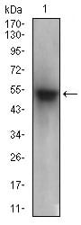 Figure 3: Western blot analysis using PON1 mouse mAb against human plasma cell lysate.